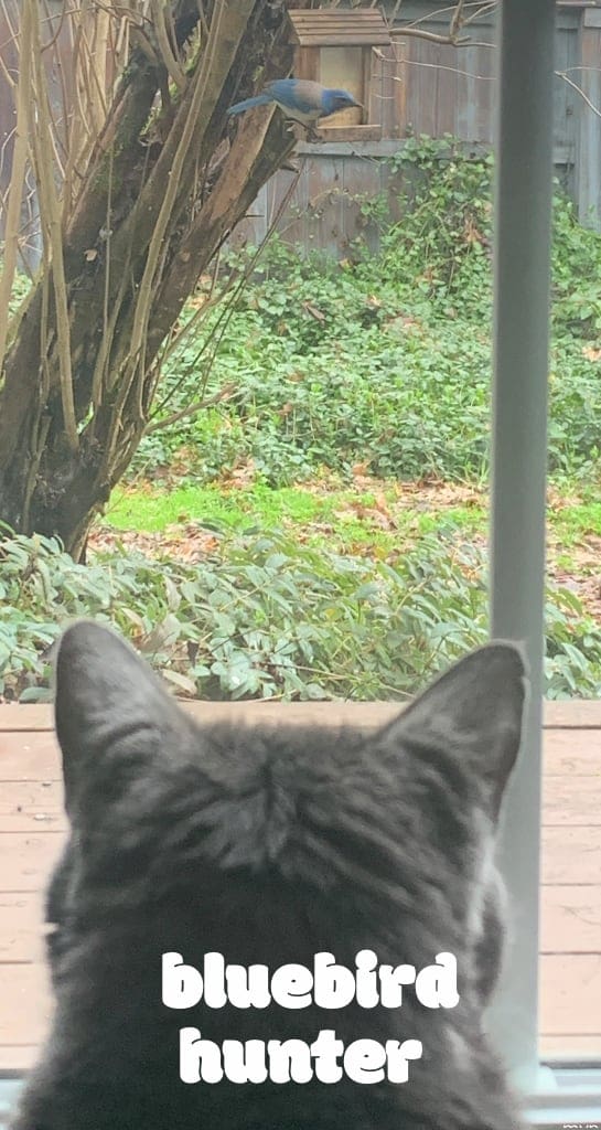 Cat looking at bluebird in a bird feeder outside 
